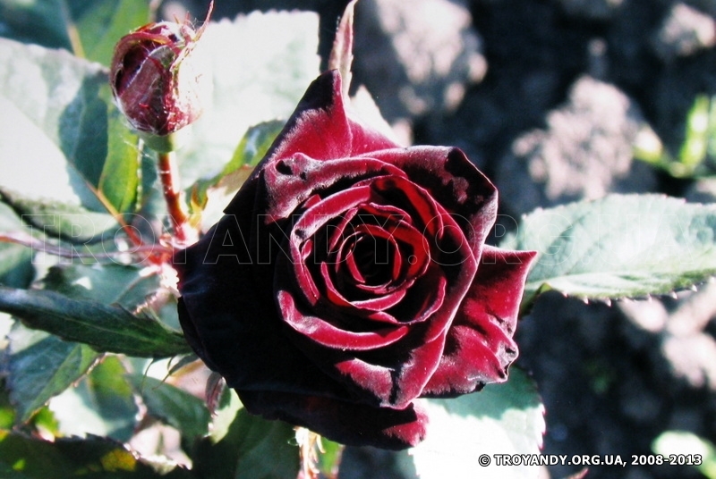 Black Baccara